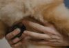 How to Maintain Your Puppys Health Year Round