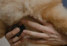 How to Maintain Your Puppys Health Year Round