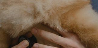How to Maintain Your Puppys Health Year Round
