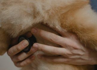 How to Maintain Your Puppys Health Year Round