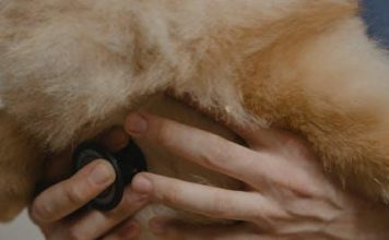 How to Maintain Your Puppys Health Year Round