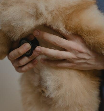 How to Maintain Your Puppys Health Year Round