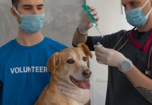 Puppy Health Concerns to Watch Out for This Year