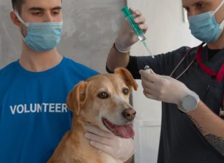 Puppy Health Concerns to Watch Out for This Year