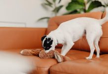 How to Prevent Puppy Biting With Simple Training