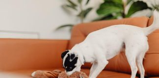 How to Prevent Puppy Biting With Simple Training