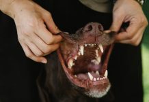 How to Keep Your Puppys Teeth in Top Shape