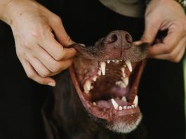 How to Keep Your Puppys Teeth in Top Shape