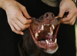 How to Keep Your Puppys Teeth in Top Shape