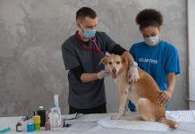 Puppy Health Tips for Active and Playful Pups