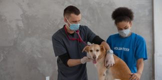 Puppy Health Tips for Active and Playful Pups