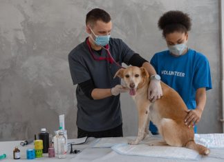 Puppy Health Tips for Active and Playful Pups