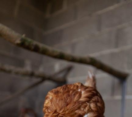 Why Grain Free Puppy Food is Worth Considering This Year