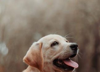 How to Safely Clean Your Puppys Ears at Home