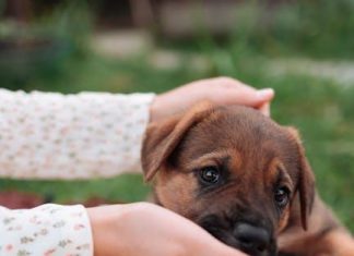 Puppy Feeding Guide: How Much and How Often?