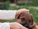Puppy Feeding Guide: How Much and How Often?