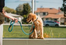 How to Train Your Puppy to Stop Barking Excessively