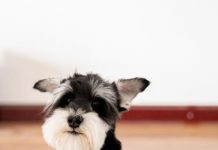 Best Ways to Prevent Fleas on Puppies This Year