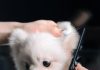 Essential Puppy Grooming Tips for a Healthy Coat