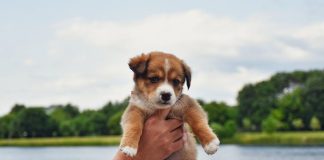 Puppy Care Tips for Keeping Your Pet Clean and Happy