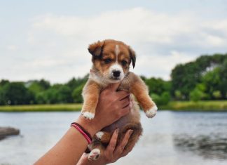 Puppy Care Tips for Keeping Your Pet Clean and Happy