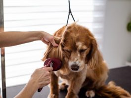 How to Ensure Your Puppys Health With Preventative Care