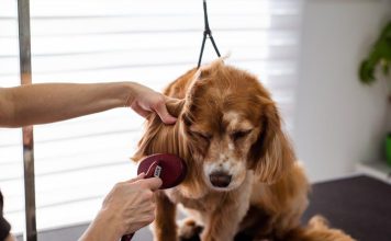 How to Ensure Your Puppys Health With Preventative Care