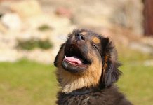 The Ultimate Guide to Puppy Potty Training