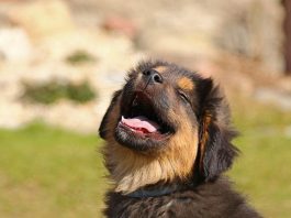 The Ultimate Guide to Puppy Potty Training