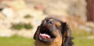 The Ultimate Guide to Puppy Potty Training