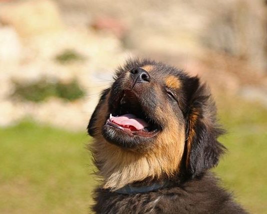 The Ultimate Guide to Puppy Potty Training