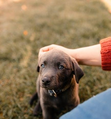 Puppy Care Tips for a Healthy Skin and Coat