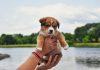 Puppy Care Tips for Protecting Your Pet From Parasites