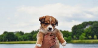 Puppy Care Tips for Protecting Your Pet From Parasites