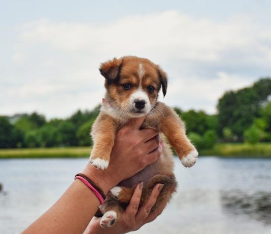 Puppy Care Tips for Protecting Your Pet From Parasites