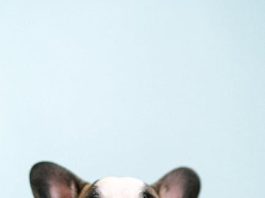 How to Prevent Ear Infections in Puppies