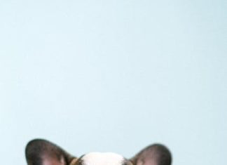 How to Prevent Ear Infections in Puppies