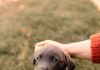 How to Train Your Puppy to Stop Digging in the Yard