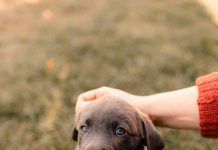 How to Train Your Puppy to Stop Digging in the Yard