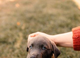 How to Train Your Puppy to Stop Digging in the Yard