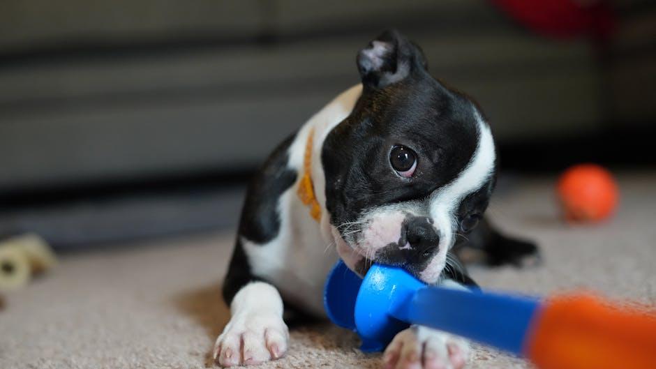 Choosing the Right Chew Toys for Dental Health