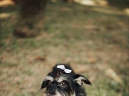 Teach Your Puppy to Stop Barking at the Wrong Times