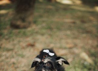 Teach Your Puppy to Stop Barking at the Wrong Times