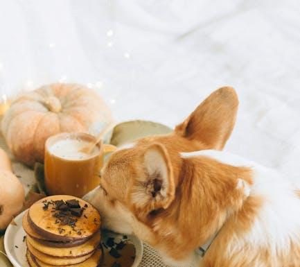 Best Puppy Food for Growing Large Breed Puppies
