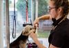 Puppy Care Essentials for a Clean, Happy Pet
