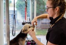 Puppy Care Essentials for a Clean, Happy Pet