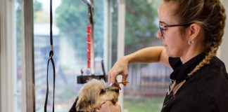 Puppy Care Essentials for a Clean, Happy Pet