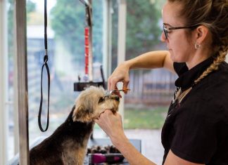 Puppy Care Essentials for a Clean, Happy Pet