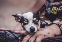 Tips for Maintaining a Healthy Coat in Your Puppy