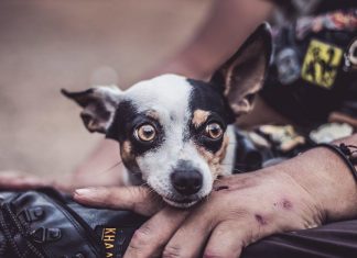Tips for Maintaining a Healthy Coat in Your Puppy